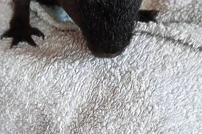 SKINN SWINKA MORSKA MŁODZIUTKA 6 MIES SAMCZYK Z KLATKĄ 80CM POZNAN, Wielkopolskie, Swarzędz