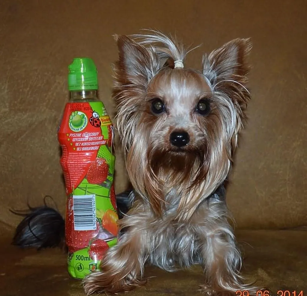 YorkShire Terrier - szczenięta