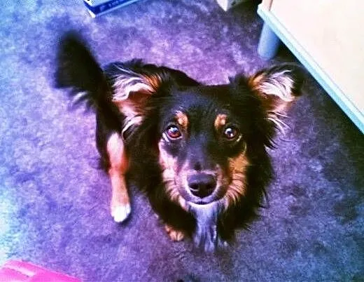 Mała, młodziutka piękność - długowłosa Czika ADOPC