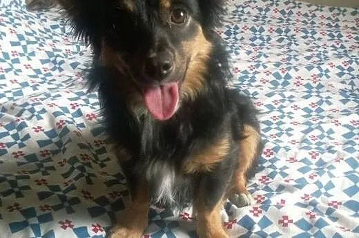 Mała, młodziutka piękność - długowłosa Czika ADOPC