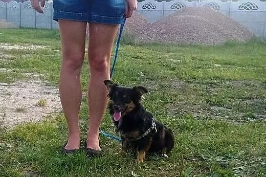 Mała, młodziutka piękność - długowłosa Czika ADOPC