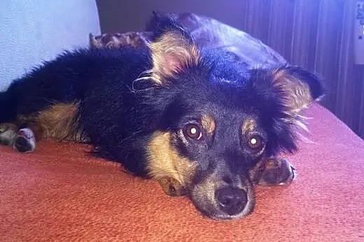 Mała, młodziutka piękność - długowłosa Czika ADOPC