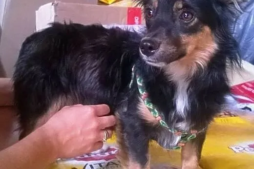 Mała, młodziutka piękność - długowłosa Czika ADOPC
