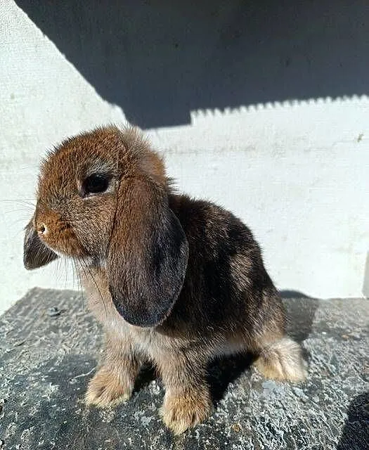 Królik, króliczki Mini Lop, Podkarpackie, Jaśliska