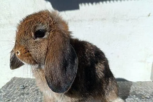Królik, króliczki Mini Lop, Podkarpackie, Jaśliska