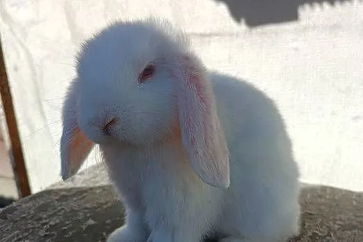 Królik, króliczki Mini Lop, Podkarpackie, Jaśliska