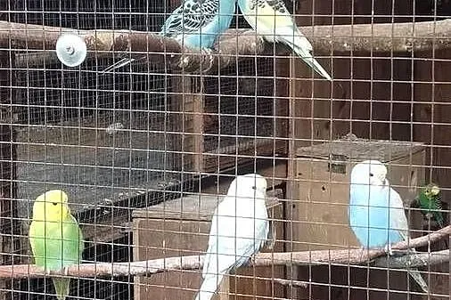 Papugi faliste, Pomorskie, Kościerzyna