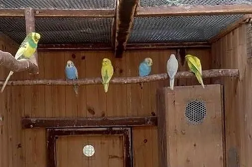 Papugi faliste, Pomorskie, Kościerzyna