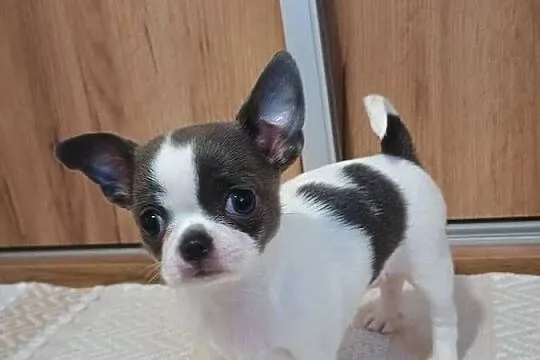 Chihuahua dziewczynka piękna