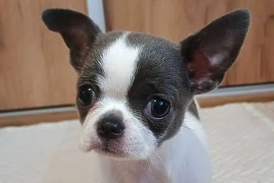 Chihuahua dziewczynka piękna, Łódzkie, Kleszczów