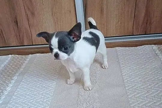 Chihuahua dziewczynka piękna, Łódzkie, Kleszczów