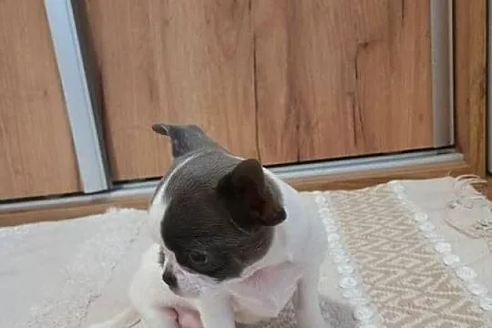 Chihuahua dziewczynka piękna, Łódzkie, Kleszczów