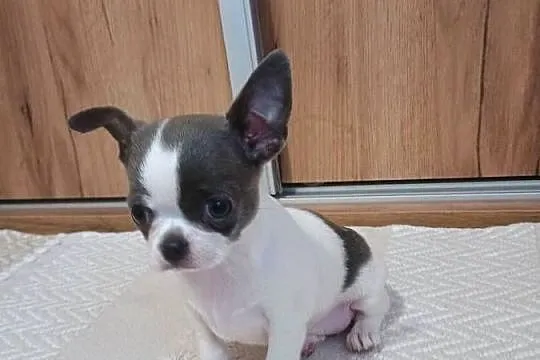 Chihuahua dziewczynka piękna, Łódzkie, Kleszczów