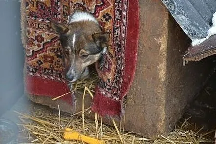 Bonbon to piękny, nieduży kundelek, w schronisku nie ma szans.,  śląskie Katowice