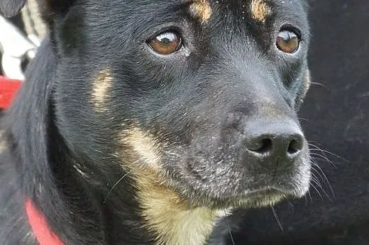 Beza spokojna sunia szuka domu!,  Kundelki cała Po