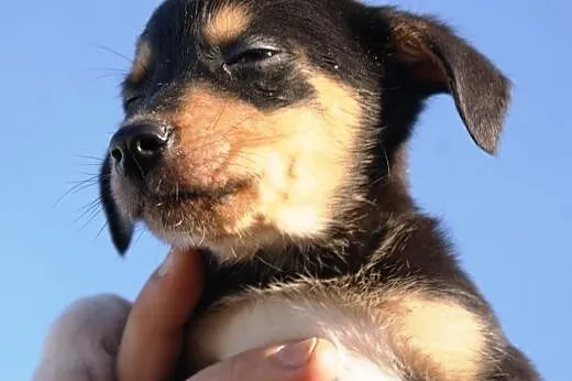 Serduś kochany, malutki szczeniaczek 9 tyg. ADOPCJ