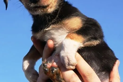 Serduś kochany, malutki szczeniaczek 9 tyg. ADOPCJ