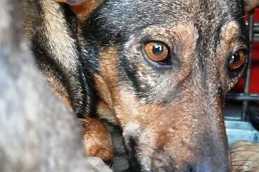 Serduś kochany, malutki szczeniaczek 9 tyg. ADOPCJ