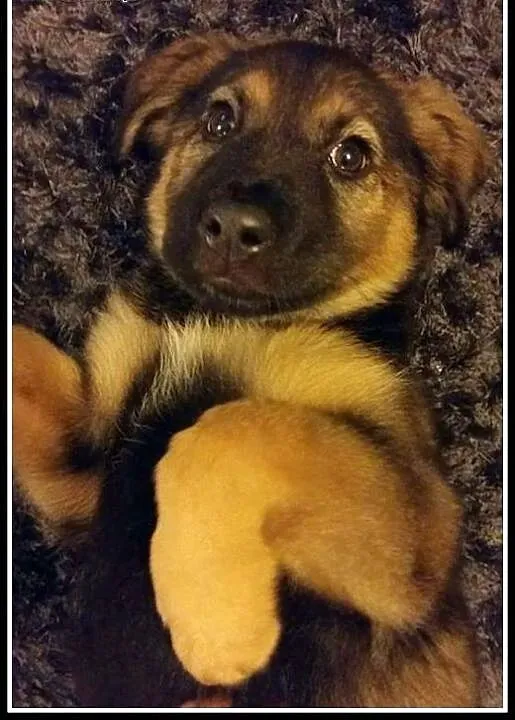 Około 2-miesięczny, kochany Fido szuka domu, mazo