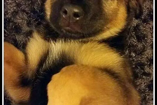 Około 2-miesięczny, kochany Fido szuka domu,  mazo