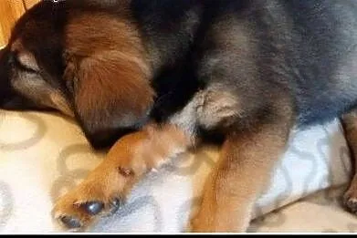 Około 2-miesięczny, kochany Fido szuka domu,  mazo