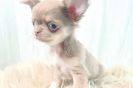 Chihuahua długowłosa liliowa