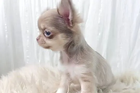 Chihuahua długowłosa liliowa, Mazowieckie, Warszawa