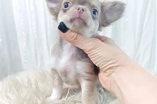Chihuahua długowłosa liliowa, Mazowieckie, Warszawa