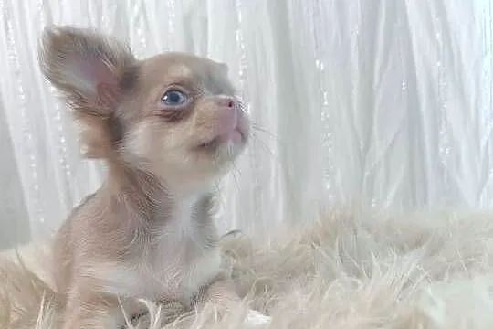 Chihuahua długowłosa liliowa, Mazowieckie, Warszawa