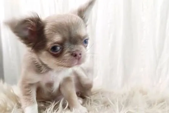 Chihuahua długowłosa liliowa, Mazowieckie, Warszawa