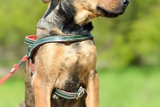 3 miesięczny SZCZENIAK, pocieszny maluch adopcja
