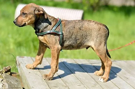 3 miesięczny SZCZENIAK, pocieszny maluch adopcja
