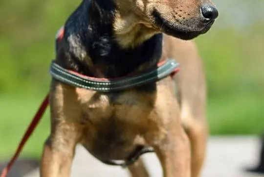 3 miesięczny SZCZENIAK, pocieszny maluch adopcja