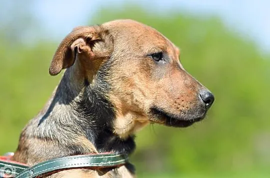 3 miesięczny SZCZENIAK, pocieszny maluch adopcja