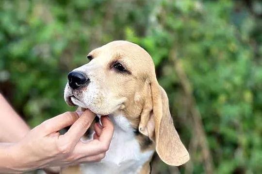 Beagle pies szczenię Związek Kynologiczny w Polsce 100% znani przodkow, Mazowieckie, Warszawa