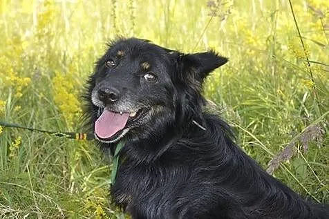 Puszek-troszkę nieśmiały ale coraz śmielszy :) Pię