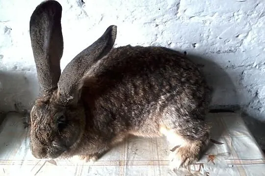 Likwidacja hodowli BOS BOŻL
