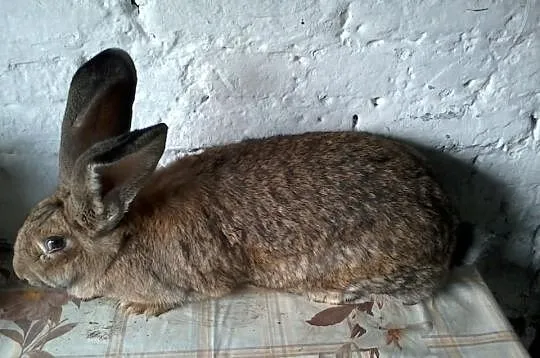 Likwidacja hodowli BOS BOŻL