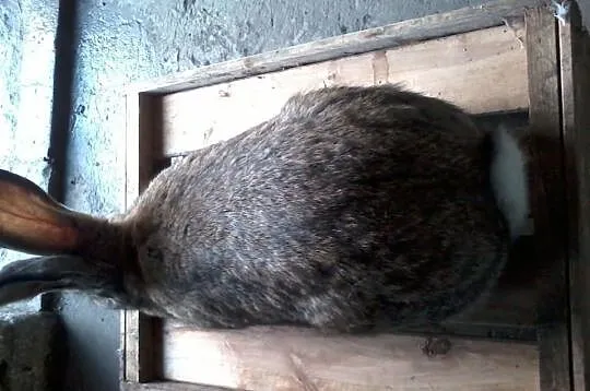 Likwidacja hodowli BOS BOŻL