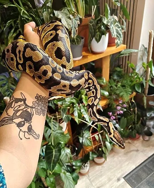 Samica python regius pastel het clown z 2022, Śląskie, Łaziska Górne