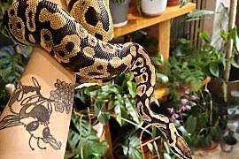 Samica python regius pastel het clown z 2022