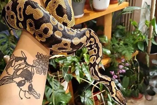 Samica python regius pastel het clown z 2022, Śląskie, Łaziska Górne