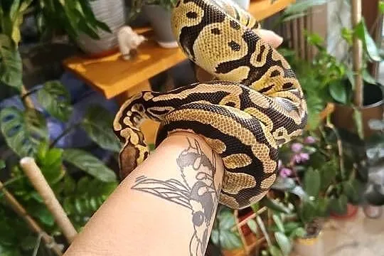 Samica python regius pastel het clown z 2022, Śląskie, Łaziska Górne