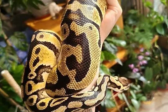 Samica python regius pastel het clown z 2022, Śląskie, Łaziska Górne