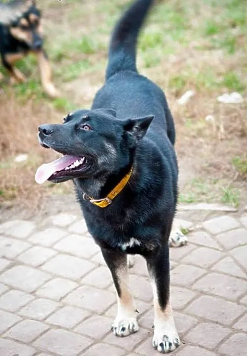 Brutus - przyjacielski mieszaniec owczarka i husky