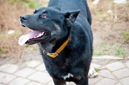 Brutus - przyjacielski mieszaniec owczarka i husky