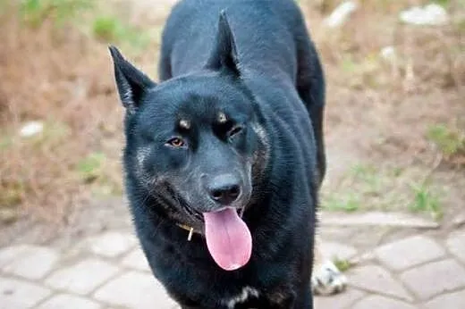 Brutus - przyjacielski mieszaniec owczarka i husky