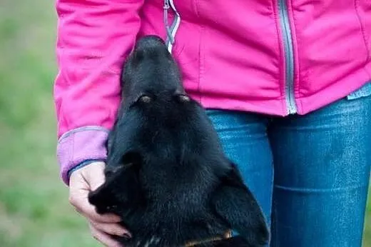 Brutus - przyjacielski mieszaniec owczarka i husky