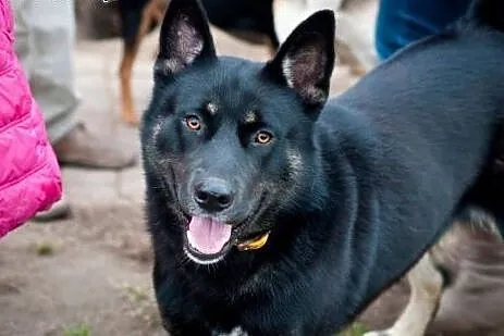 Brutus - przyjacielski mieszaniec owczarka i husky