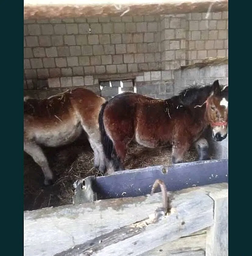 Sprzedam młodą klacz i ogierka, Mazowieckie, Klwów